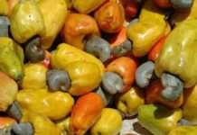 Daloa – Lancement de la campagne 2017 de l’anacarde Les recommandations d’ ECAM aux producteurs ; la fuite des produits agricoles vers l’extérieur dénoncé.