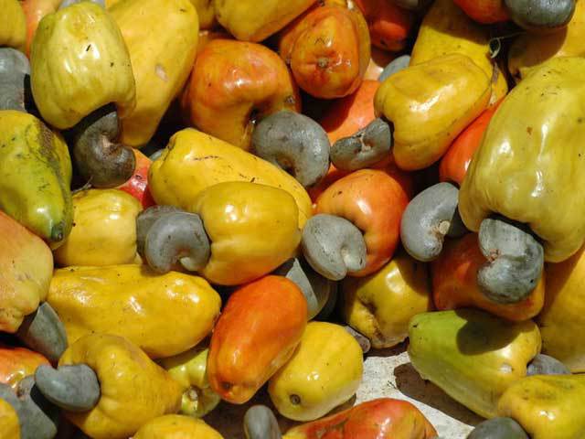 Anacarde-Nigeria-moyen