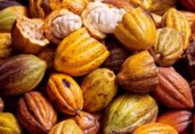 Commercialisation du cacao La Côte d’Ivoire et le Ghana accordent leurs violons