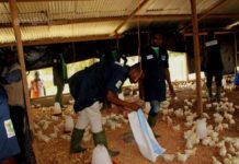 Réinsertion socio-économique: 935 ex-migrants réinsérés dans le tissu économique